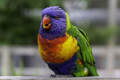 07 Most Beautiful Birds in the World