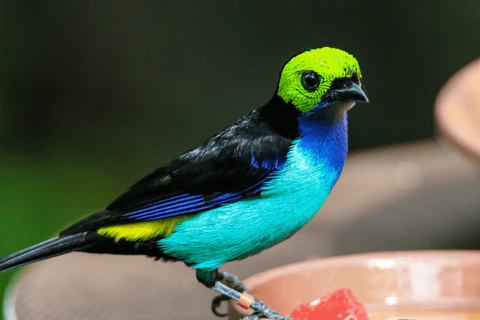 07 Most Beautiful Birds in the World