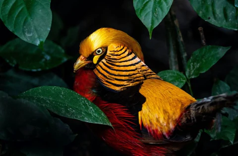 07 Most Beautiful Birds in the World