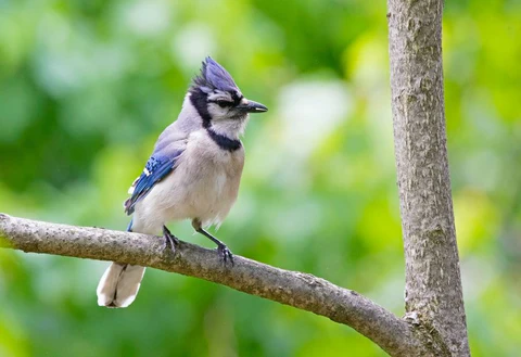 07 Most Beautiful Birds in the World