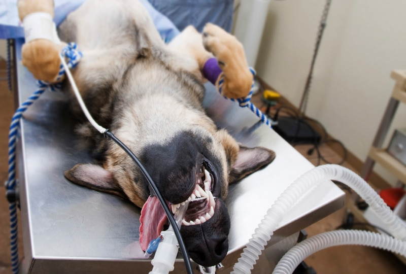 Anesthesia For Dogs - balanced anesthesia 