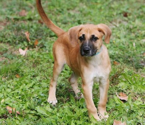 Top 10 German Shepherd mix puppies