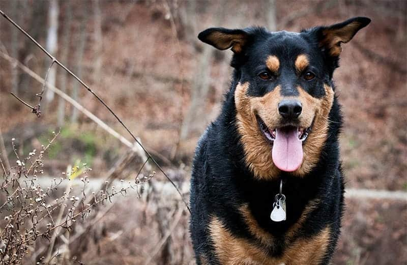 Top 10 German Shepherd mix puppies