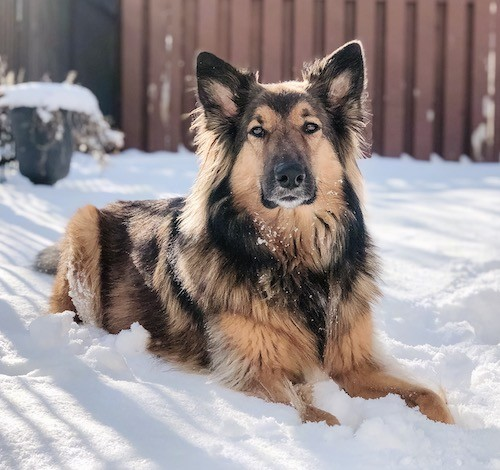 Top 10 German Shepherd mix puppies