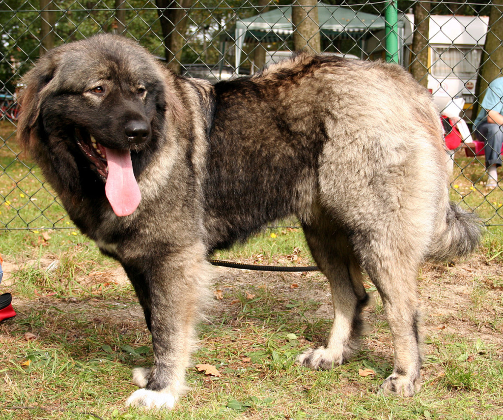 Top 10 German Shepherd mix puppies
