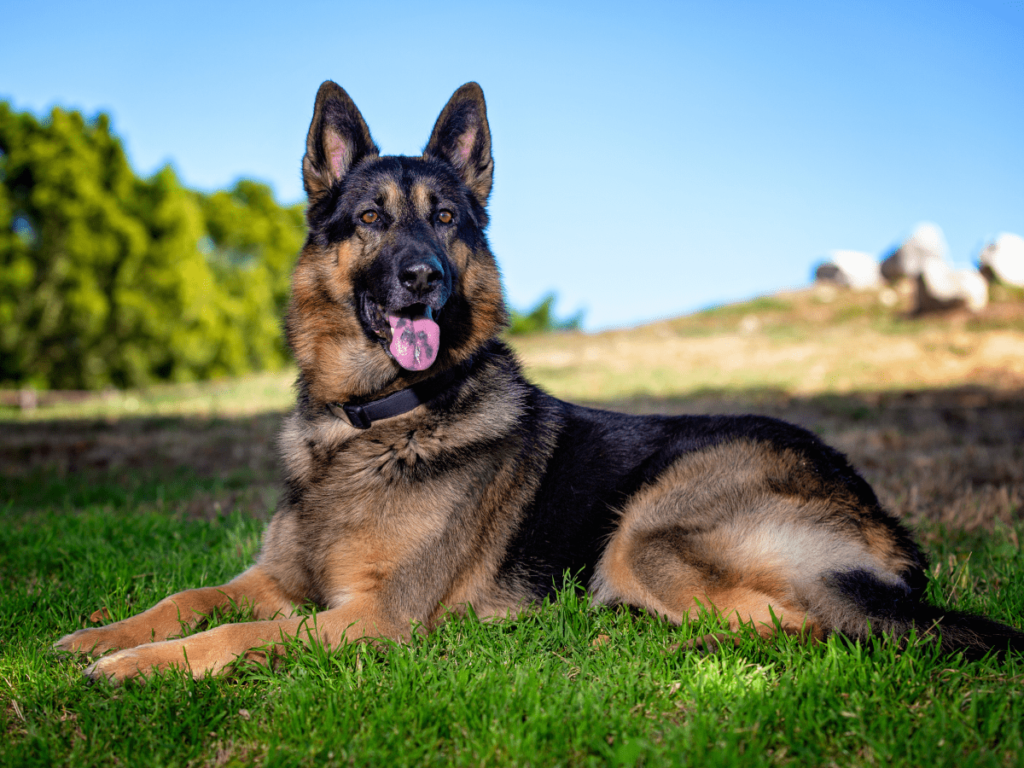 Top 10 German Shepherd mix puppies