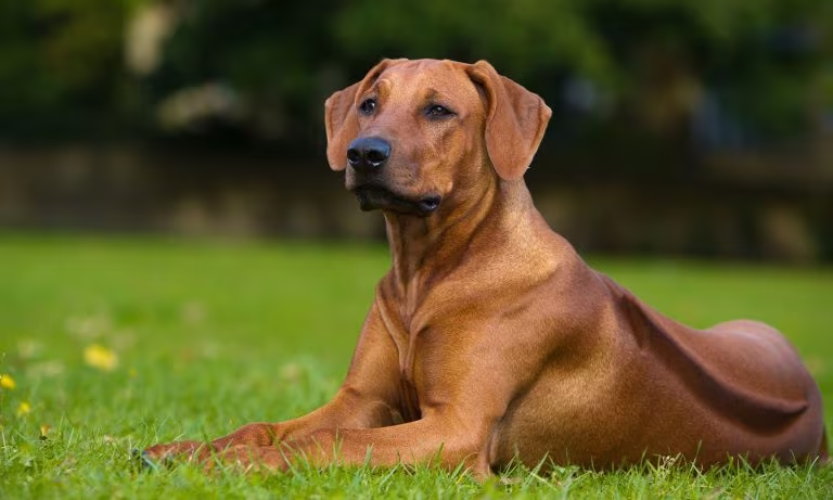 Top 10 German Shepherd mix puppies