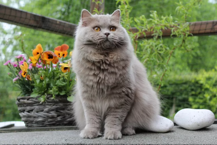 6 Best British Cat Breeds