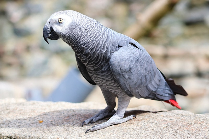 8 Most popular parrot breeds 2024