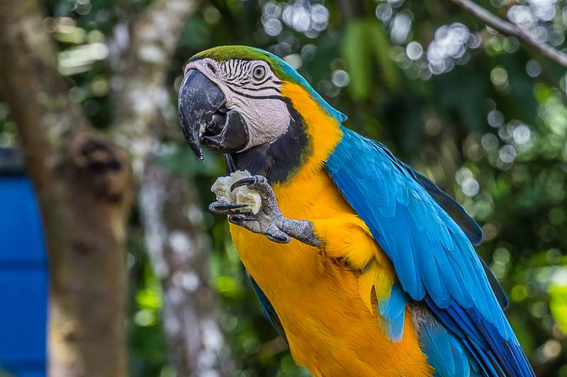 8 Most popular parrot breeds 2024