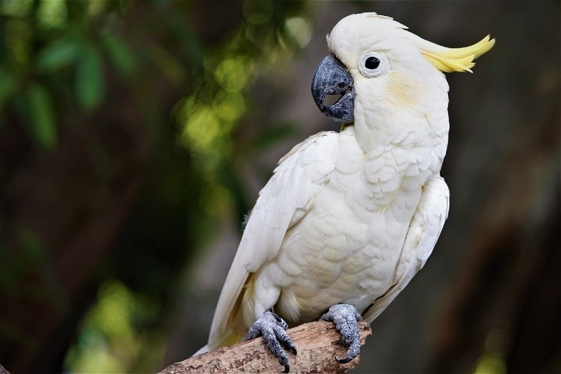 8 Most popular parrot breeds 2024