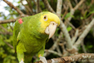 8 Most popular parrot breeds 2024