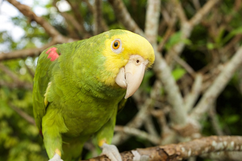 8 Most popular parrot breeds 2024