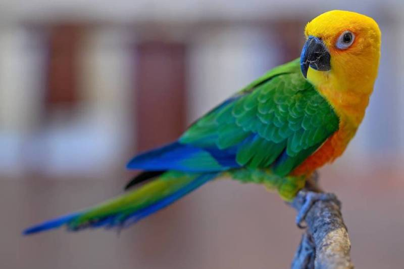 8 Most popular parrot breeds 2024