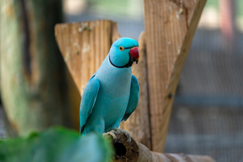 8 Most popular parrot breeds 2024