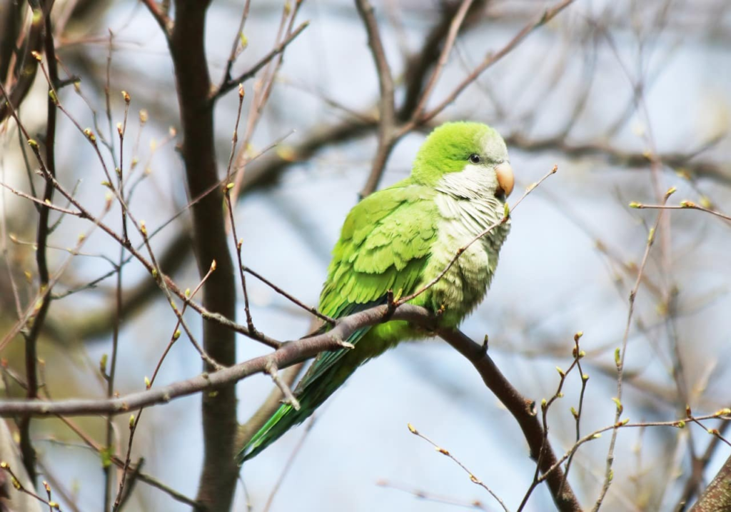 8 Most popular parrot breeds 2024