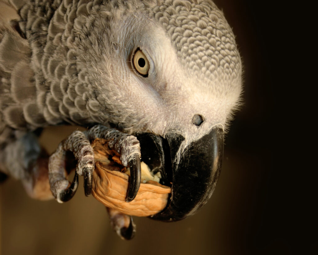 African gray parrot food guide