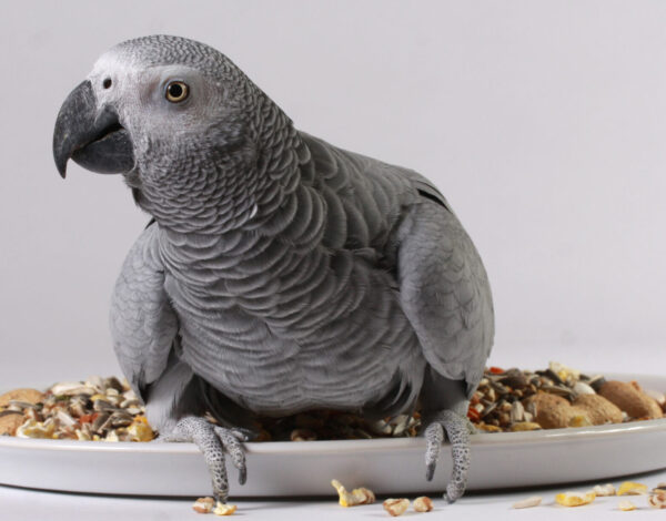 African gray parrot food guide