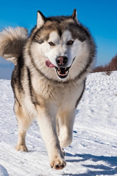 Best all white Siberian husky