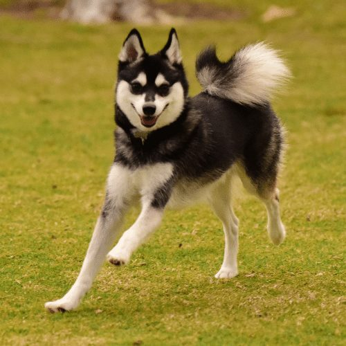 Best all white Siberian husky