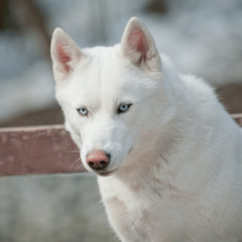 Best all white Siberian husky