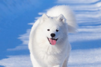 Best all white Siberian husky