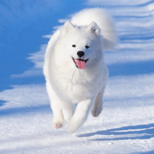 Best all white Siberian husky