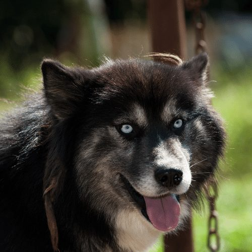 Best all white Siberian husky