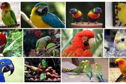 150 most popular pet bird names 2024