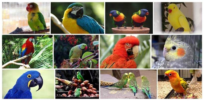 150 most popular pet bird names 2024