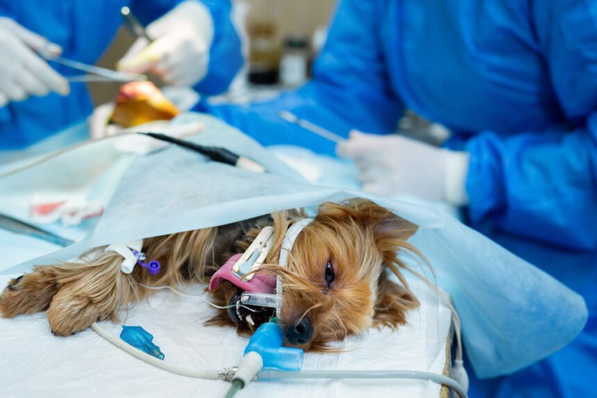 Anesthesia For Dogs - balanced anesthesia