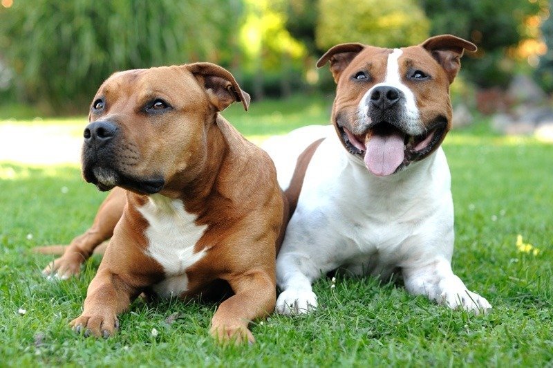 10 Best American Staffordshire Terriers dog foods