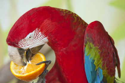 The Ultimate Guide to What Do Macaws Eat