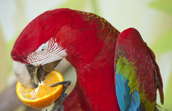 The Ultimate Guide to What Do Macaws Eat