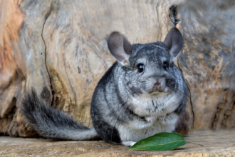 A Guide to Finding the Best Chinchilla Food for Your Fur