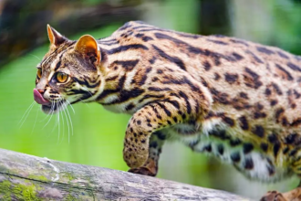 The World of Asian Leopard Cats