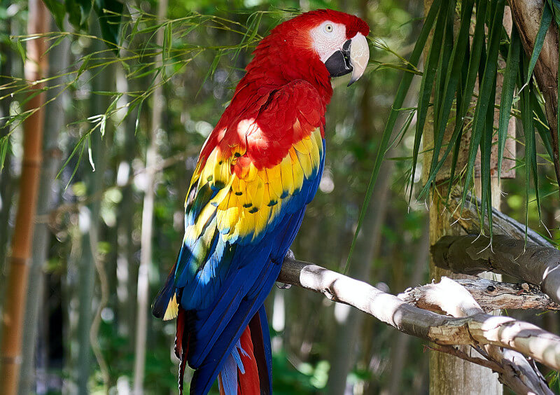 The Ultimate Guide to What Do Macaws Eat