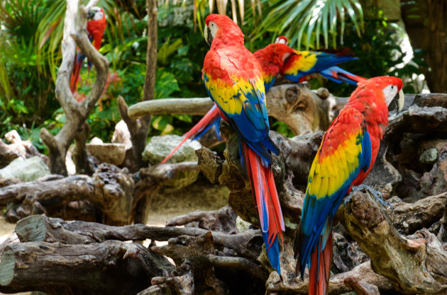 The Ultimate Guide to What Do Macaws Eat